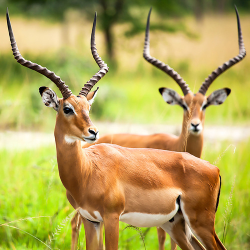 Antilope dans la nature