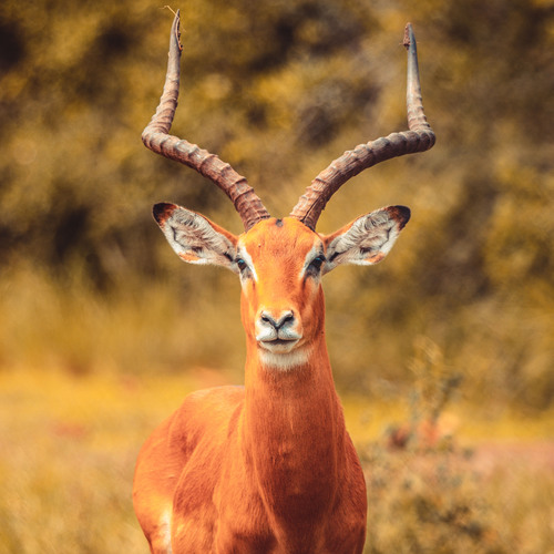 Antilope 