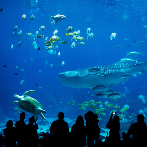 Grand aquarium ...