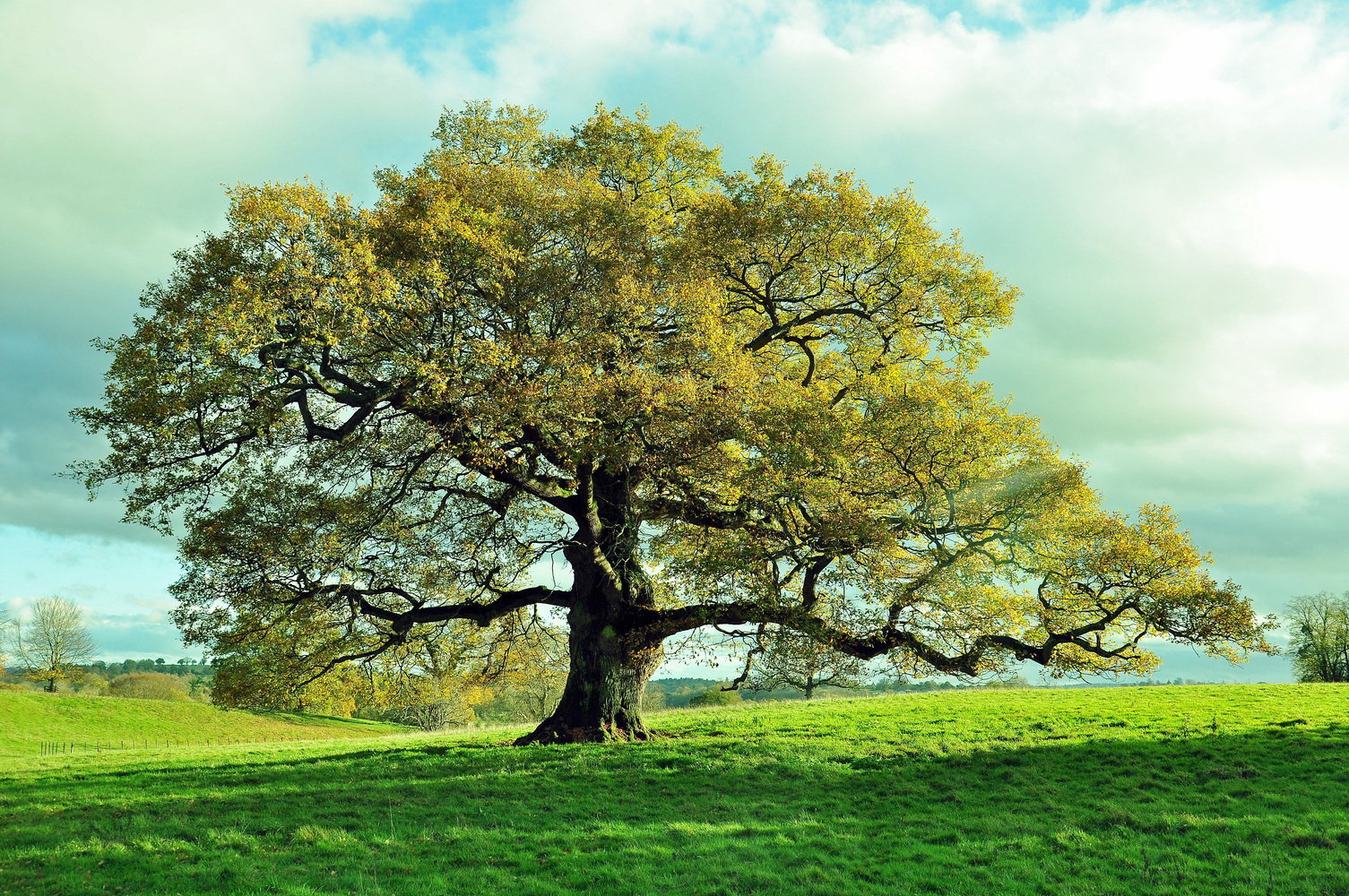 Arbre D finition ARBRE