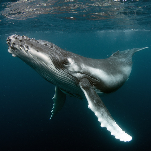 La baleine est un mammifère