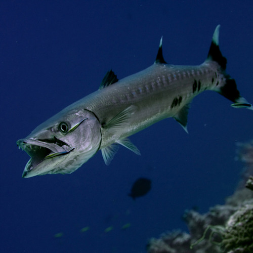 Barracuda / Poisson carnivore