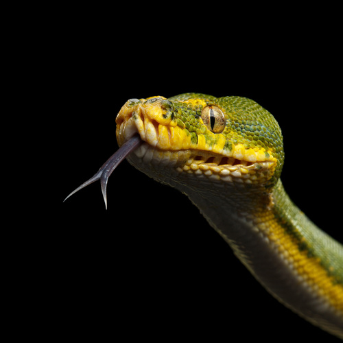 Langue bifide d'un serpent