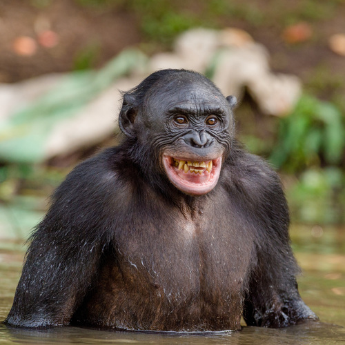 Singe bonobo