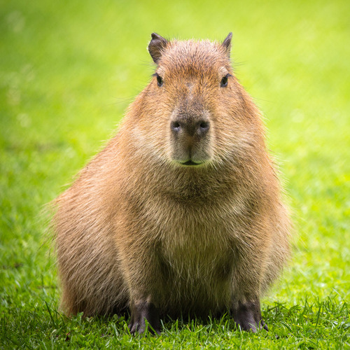 Capybara de face