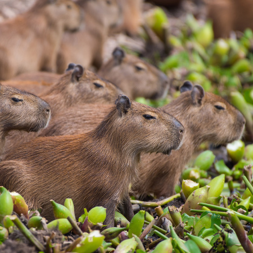 Groupe de capybaras