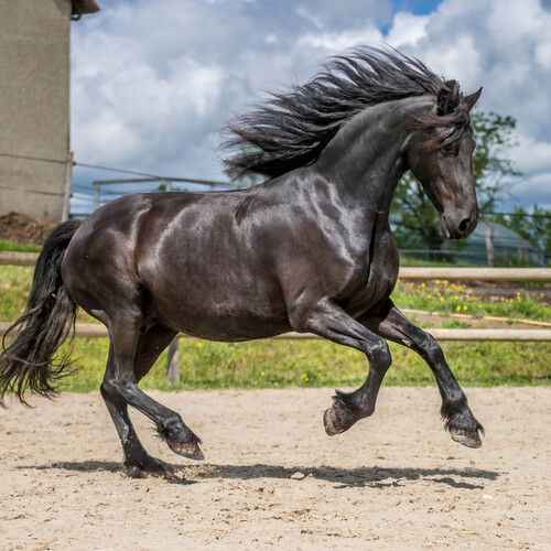 Cheval noir Cheval noir