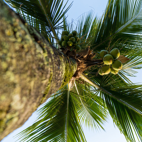 Coco sur cocotier