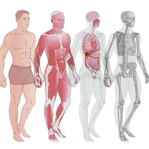 Schéma du corps humain - muscles, anatomie et squelette