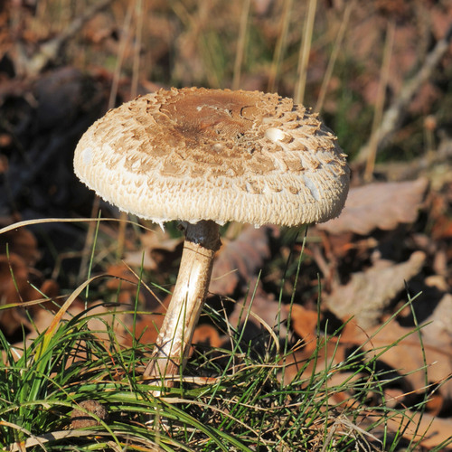 Coulemelle, un champignon comestible