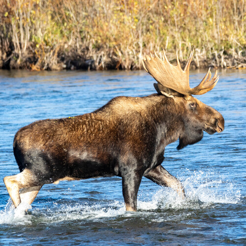 Elan traversant une rivière