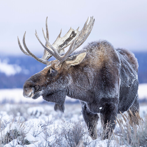 Elan dans la neige en hiver.