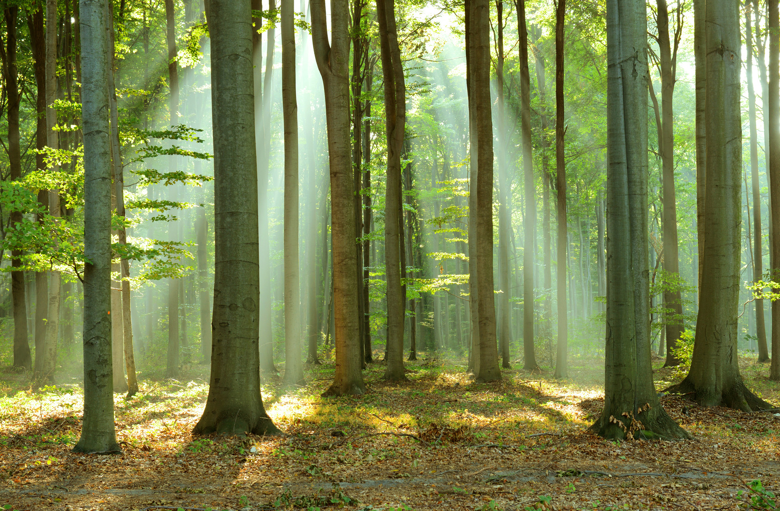 FORET FOR T D finition Signification Et Synonymes Le Dictionnaire