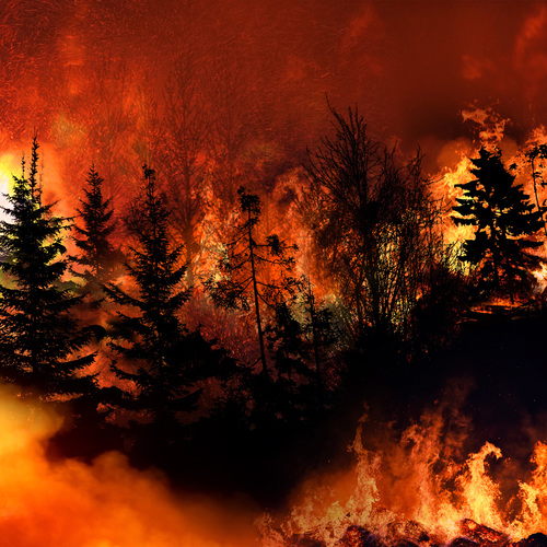 Incendie - Feu de forêt