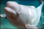Beluga