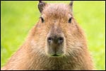 Capybara