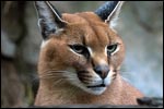Le caracal, un chat ?