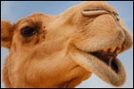 Chameau