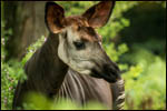 Okapi