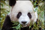 Portrait d'un panda