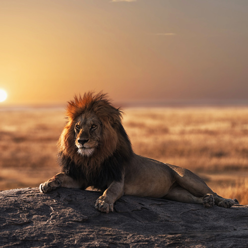 Lion, couché de soleil