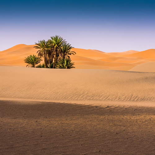 Palmiers dans le désert, synonyme d'oasis ?!