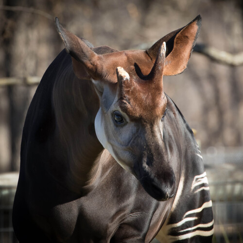 Okapi
