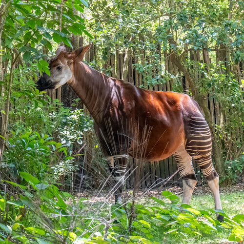 Okapi dans la nature ...