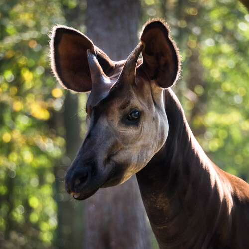 Portrait d'un okapi
