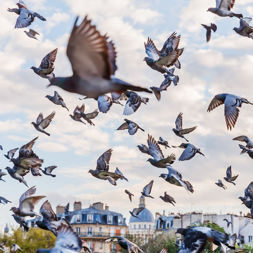 Pigeons à Paris