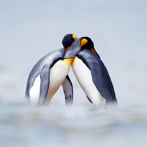 Couple de pingouin