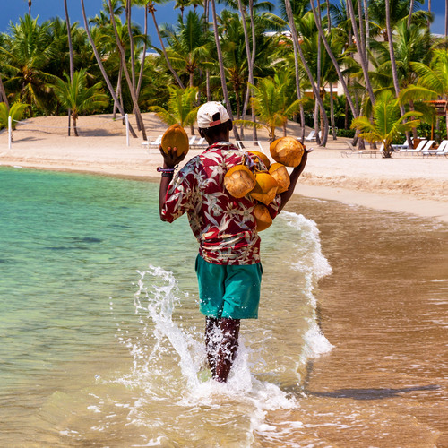 Dominicain ramassant des noix de coco
