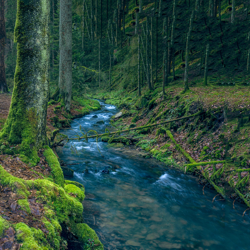Ruisseau au milieu d'une forêt.