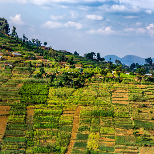 Agriculture rwandaise 