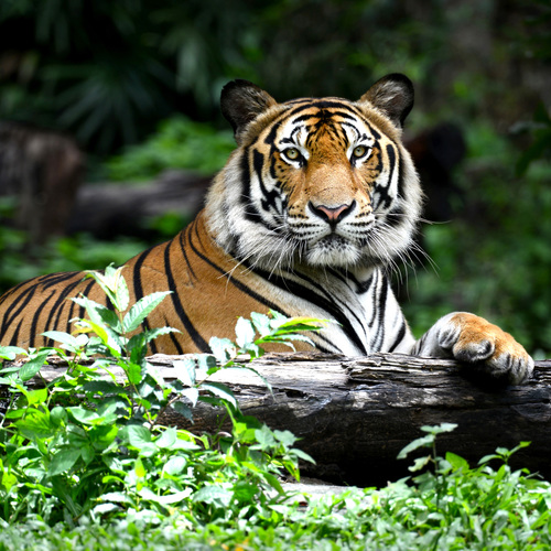 Tigre dans la nature ...