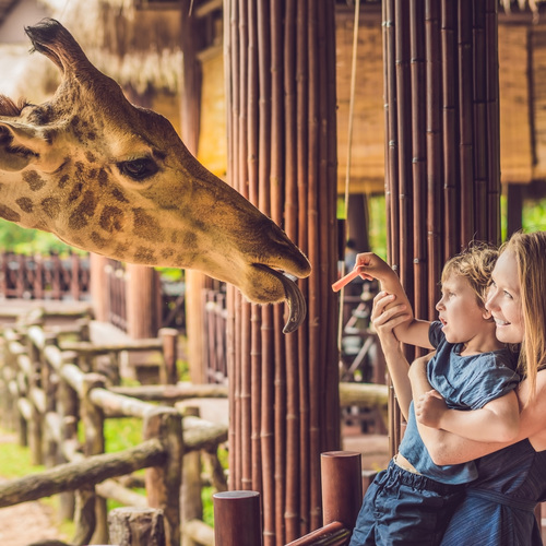 Girafe au zoo